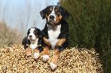 GRAND BOUVIER SUISSE (Grosser Schweizer Sennenhund - Greater Swiss Mountain Dog)